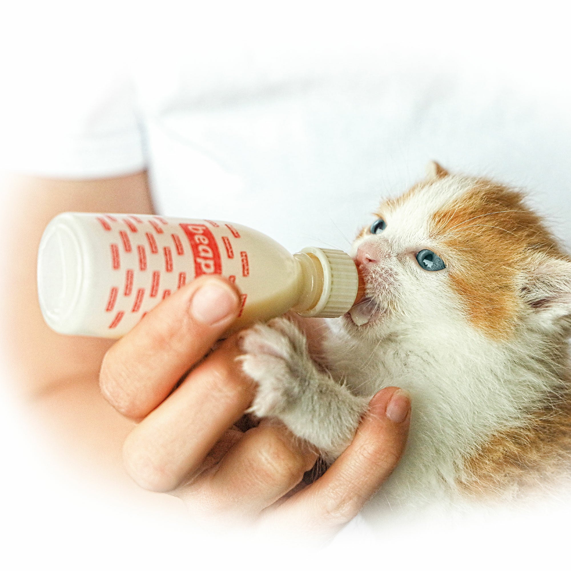 Beaphar Lactol Aufzuchtmilch, Muttermilchersatz für Katzen und mutterlose Kitten