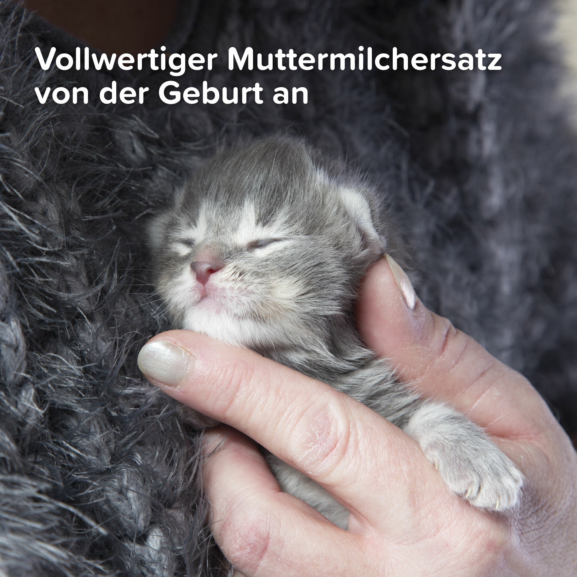 Beaphar Lactol Aufzuchtmilch, Muttermilchersatz für Katzen und mutterlose Kitten