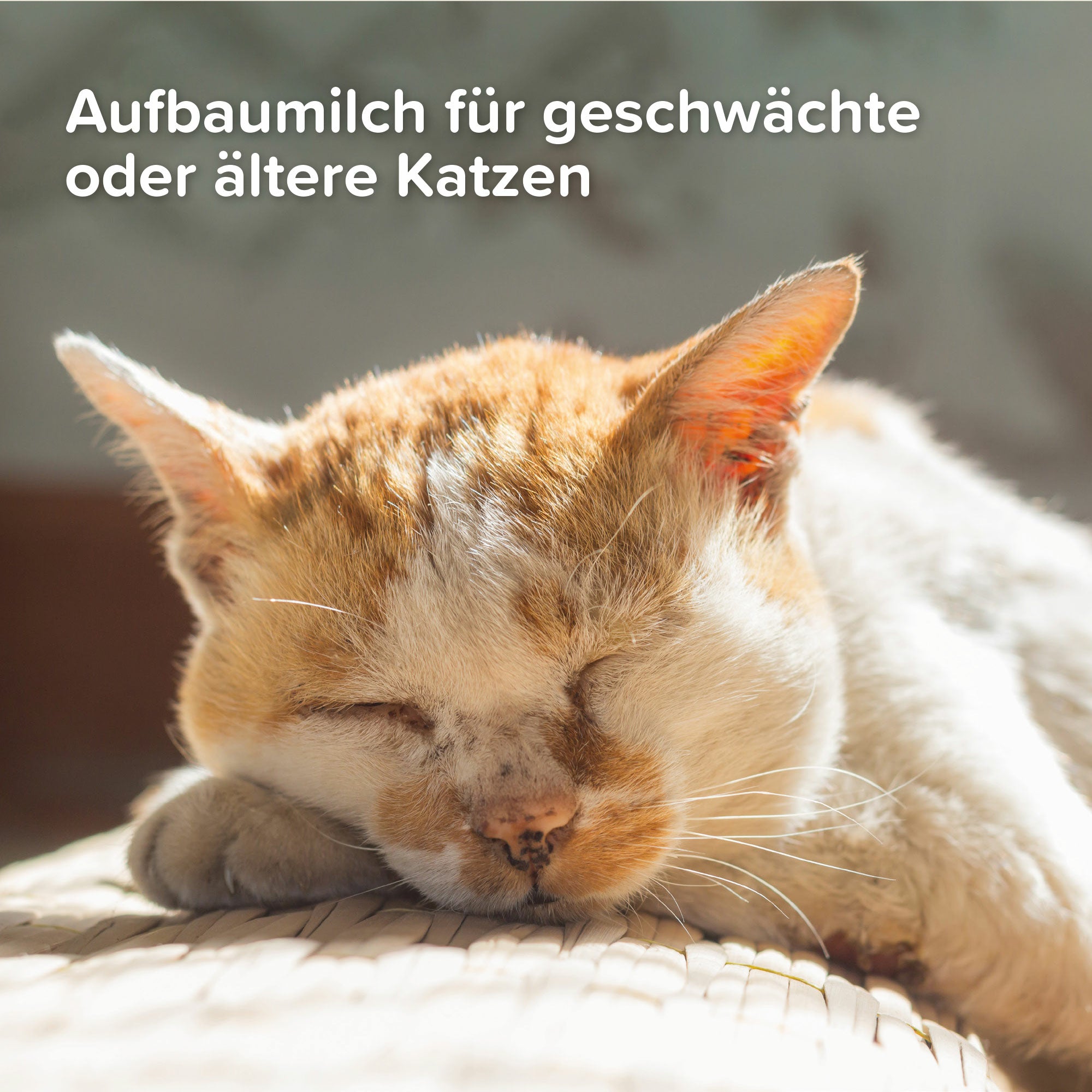 Beaphar Lactol Aufzuchtmilch, Muttermilchersatz für Katzen und mutterlose Kitten