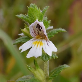 PerNaturam Euphrasia Augenpflege, Reinigung mit natürlichem Rosenwasser und Euphrasia, für alle Tierarten, 20ml