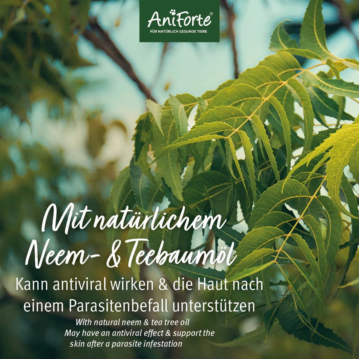 AniForte Neemöl Shampoo mit ätherischem Teebaumöl - bei Juckreiz, für Hunde aller Rassen & Felltypen, 500ml