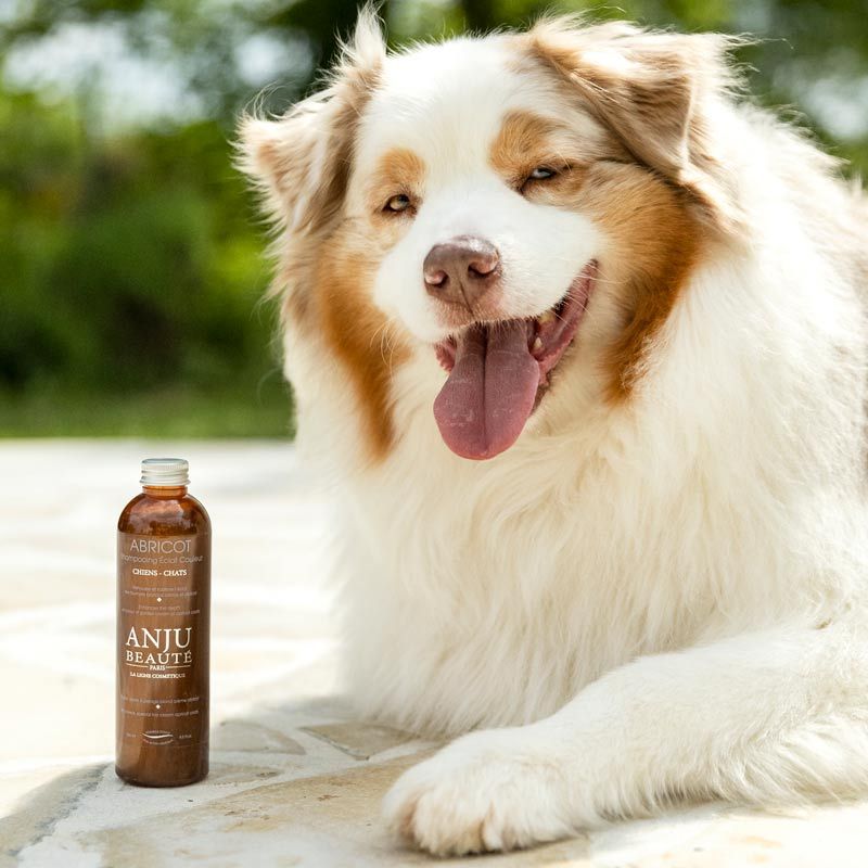 Anju Beauté Abricot Shampoo Goldenshampoo Hundeshampoo Katzenshampoo Pflege